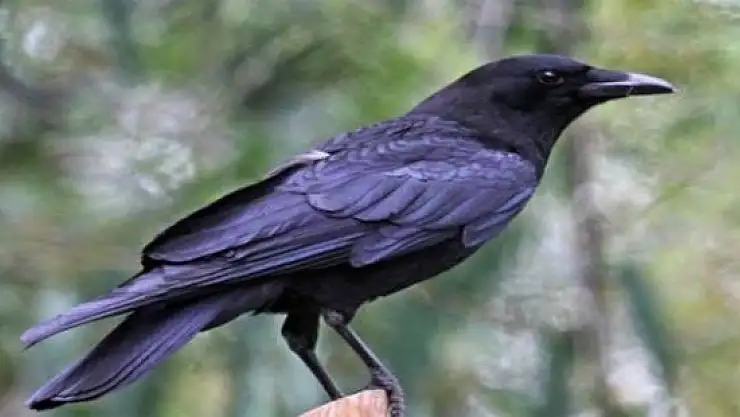 Ağrı'da çatıya sıkışan karga kurtarıldı