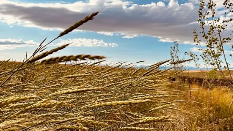 Buğday başakları altın sarısı renkleriyle göz kamaştırdı