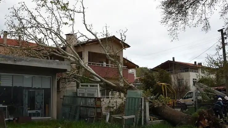 Asırlık ağaç yerinden söküldü