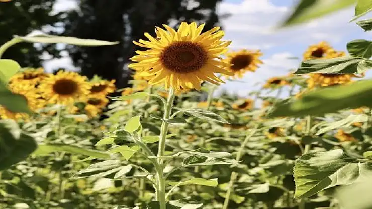 Yüzünü güneşe dönen 'günebakanlar' göz kamaştırdı