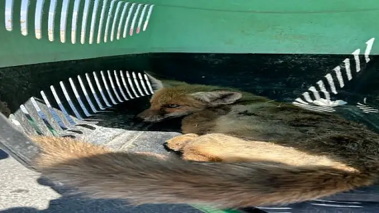 Yaralı tilki yavrusunu jandarma kurtardı