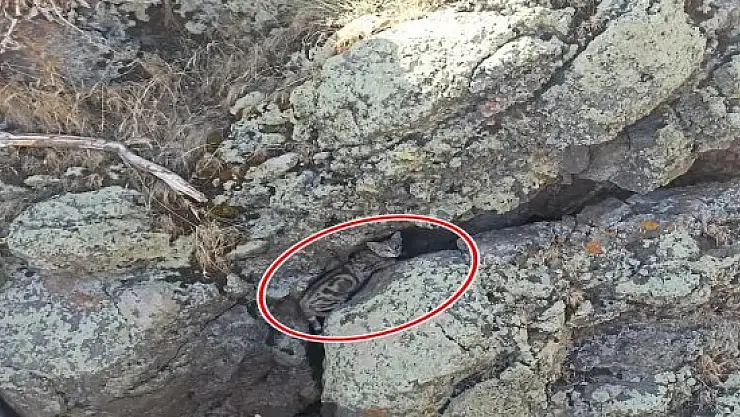 Nadir Görülen Yaban Kedisi Patnos'ta İlk Kez Görüntülendi