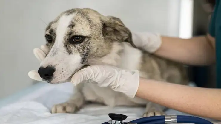 Köpeklerden insanlara bulaşan hastalık tespit edildi