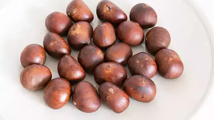 Çin Kestanesi Neden Zararlı?