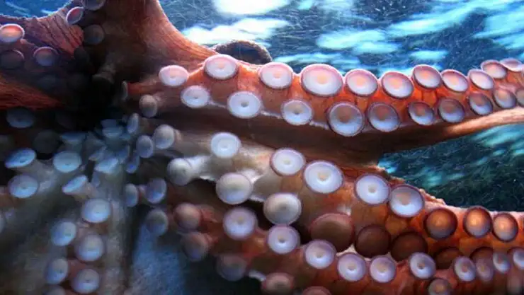 Ahtapotların Kanı Neden Mavidir?