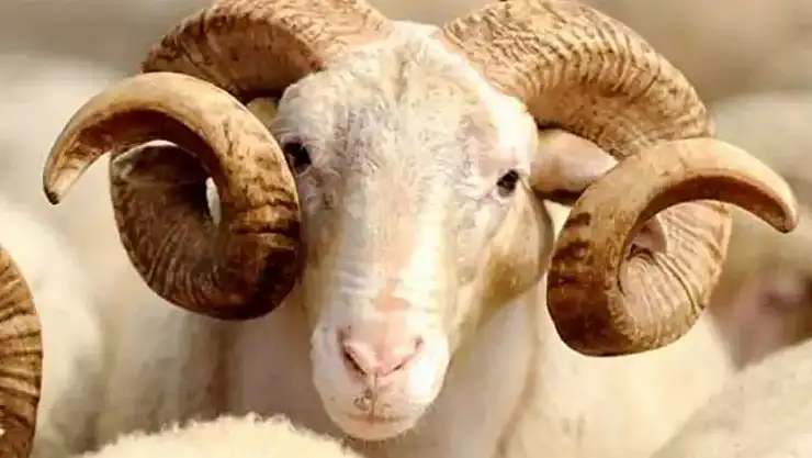 Akika Kurbanı Nedir?