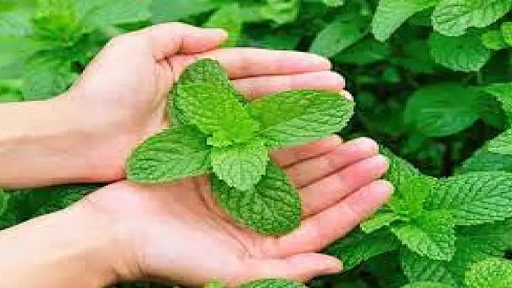 Nanenin faydaları nelerdir? Nane neye iyi gelir?