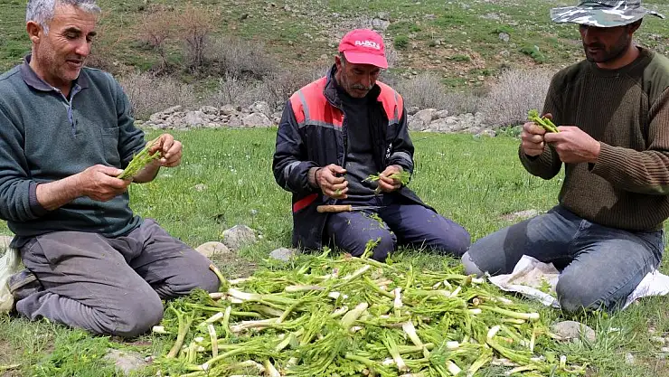 Heliz bitkisinin şok edici faydası…