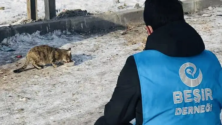 Ağrı Beşir Derneği bu defa sokak hayvanları için alana indi