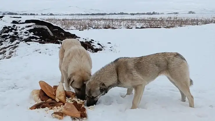 Ağrılı Mimar sokak hayvanlarını sahiplendi