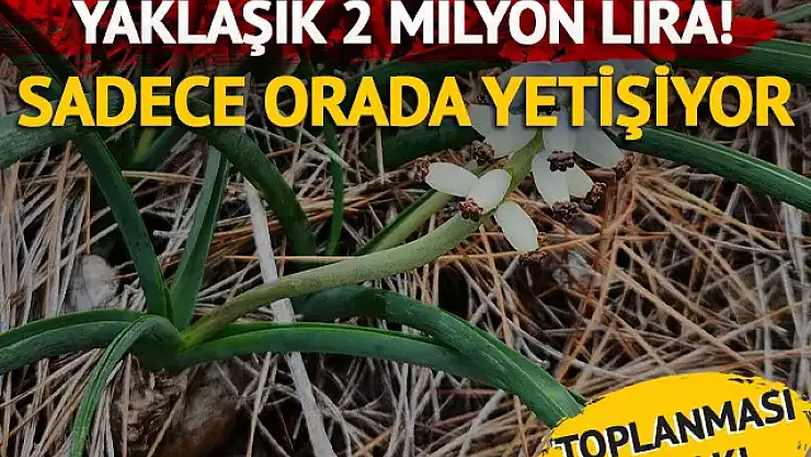 Sadece orada yetişiyor! Koparmanın cezası 1 milyon 936 bin