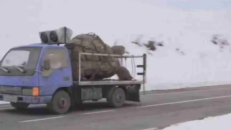 Dev kaplumbağa gerçek mi?