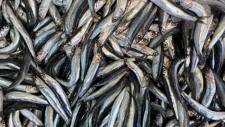 Hamsi gazı nedir ve yenilen hamside ortaya çıkar mı?