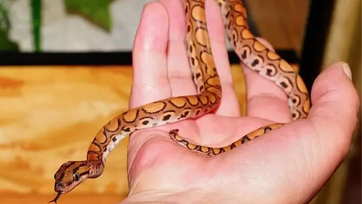 Rüyada Yılan Görmek Ne Anlama Gelir?