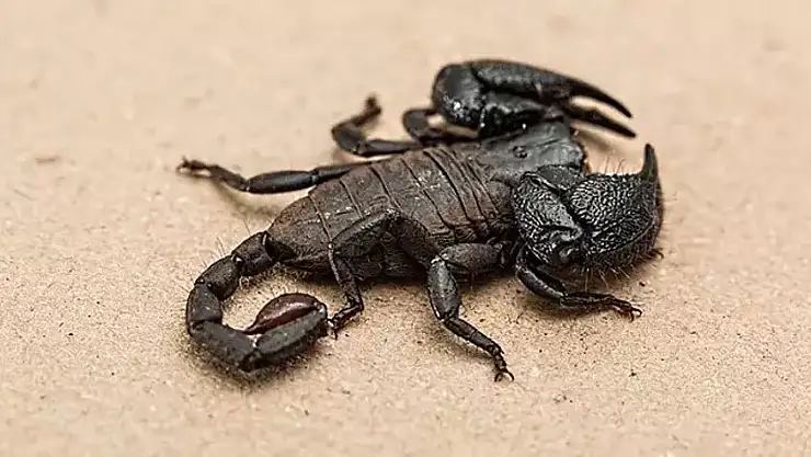 Rüyada Akrep görmek ne anlama gelir?