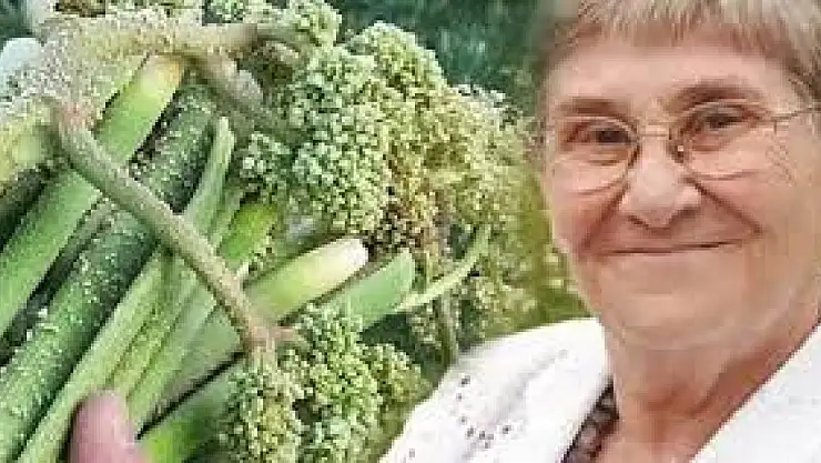 Canan Karatay'ın yeni favorisi bakın nedir? Uçkun-Işkın otu nedir? Canan Karatay Uçkun ile ne yapıyor?