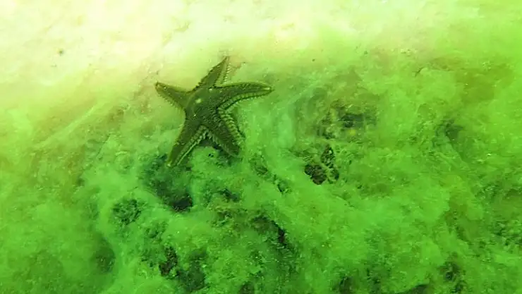 Uzmanlar Uyardı: Marmara'da Kirlilik Arttı!