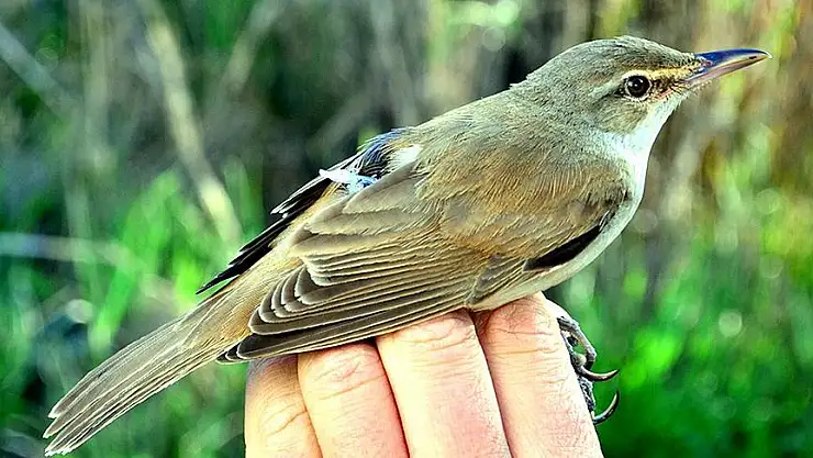 Rüyada kuş görmek ne anlama gelir?