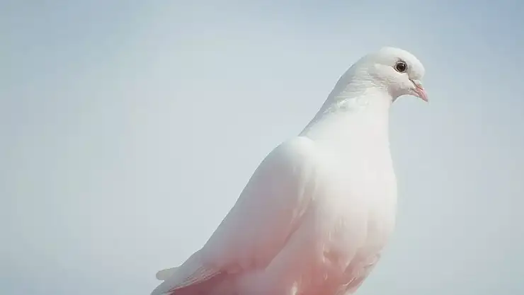 Rüyada beyaz güvercin görmenin anlamı nedir?