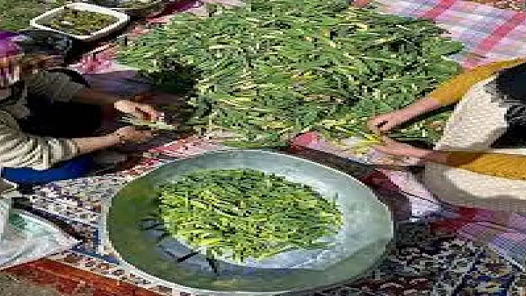 Ağrı'nın şifalı otu: Çiriş