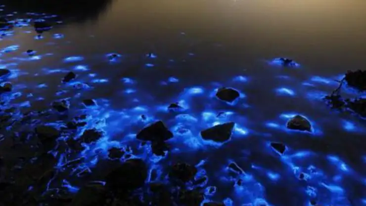 Plankton nedir? Plankton ne işe yarar?