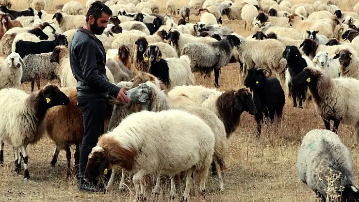 13 Kaburgalı Özel Gen: Norduz Koyunu