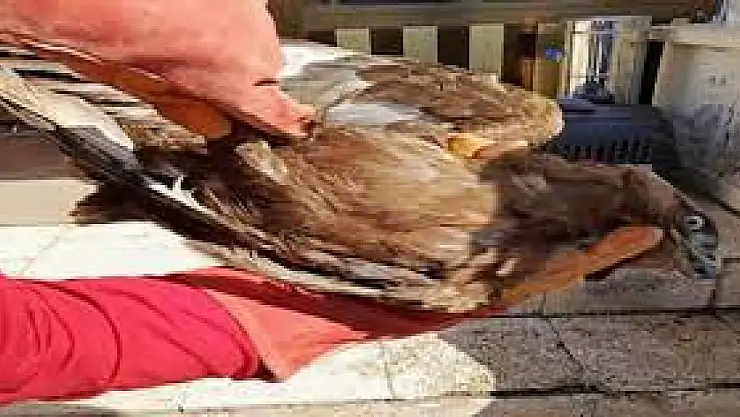 jandarma yaralı 'Kartal'ı kurtardı