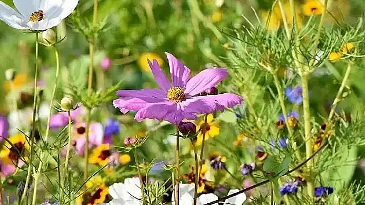 Üçüncü cemre ne zaman düşecek?