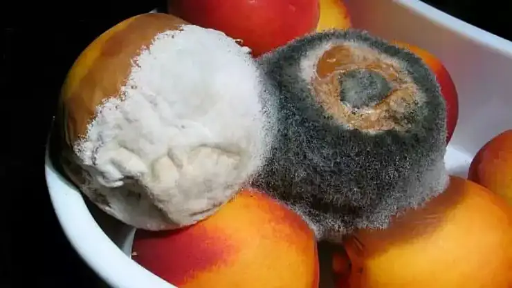 Küflenmiş tüm yiyecekler zararlı mıdır?