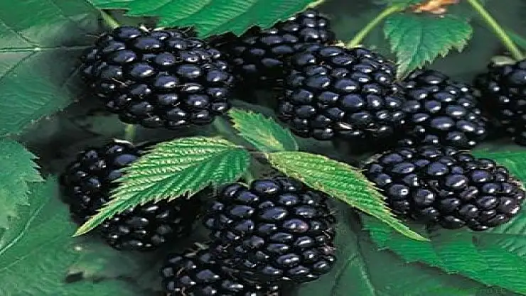 Lezzeti ve Sağlık Faydalarıyla Doğu Anadolu'nun Mücevheri: Tıhtımorik