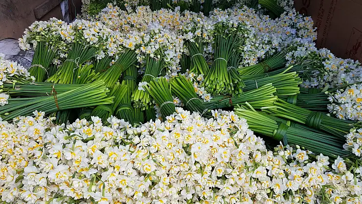 Rüyada nergis çiçeği görmek ne anlama gelir?