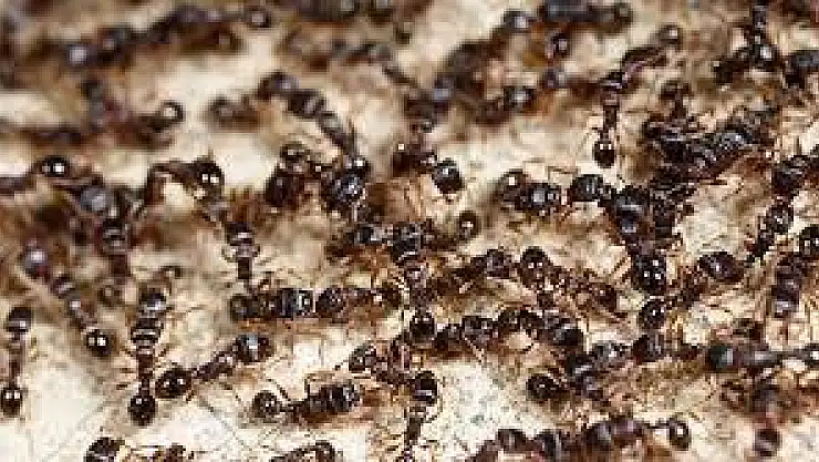 Rüyada bir sürü karınca görmek ne anlama gelir? Rüyada karınca görmenin tabiri nedir?