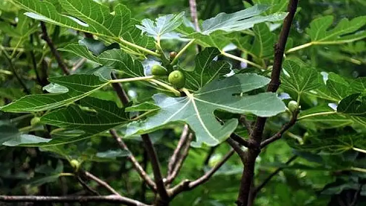 Rüyada incir ağacı görmek ne anlama gelir?