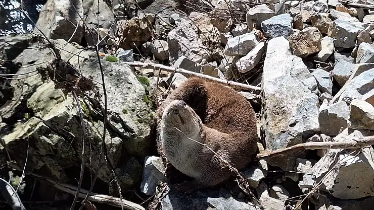 Su Samuru Görüldü