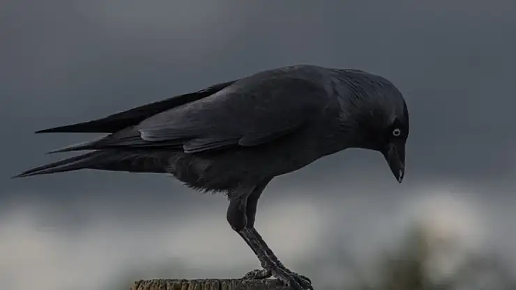 Rüyada karga görmenin tabiri nedir?