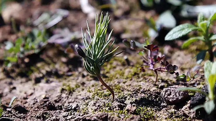 Ormanlar Küllerinden Yeşeriyor