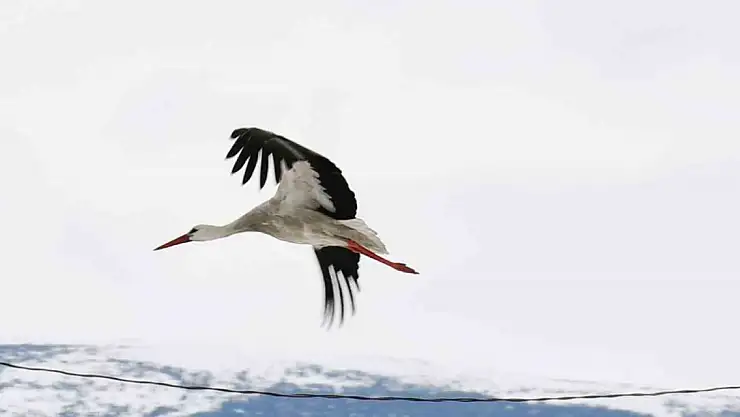 Ardahan'a bahar gelmedi ama Leylekler geldi