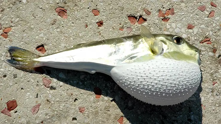 Balon balığına dokunmak tehlikeli mi? Balon balığı ısırırsa ne olur?