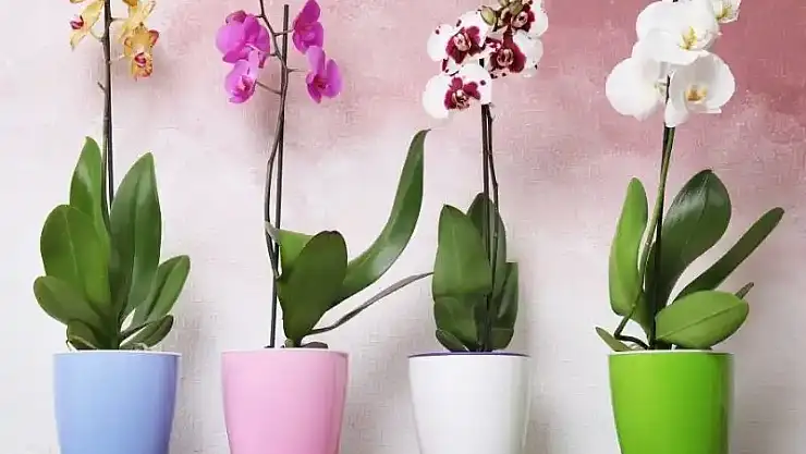 Orkide çiçeğiniz açmıyorsa bunları deneyin!