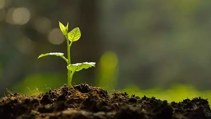 Rüyada fidan dikmek, fidan diktiğini görmek ne anlama gelir?