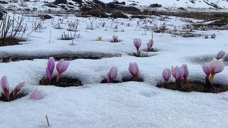 Karlar altında çiçek açtılar