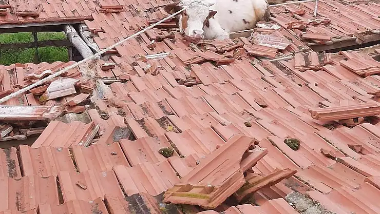 Dikkat! Çatıdan İnek Düşebilir