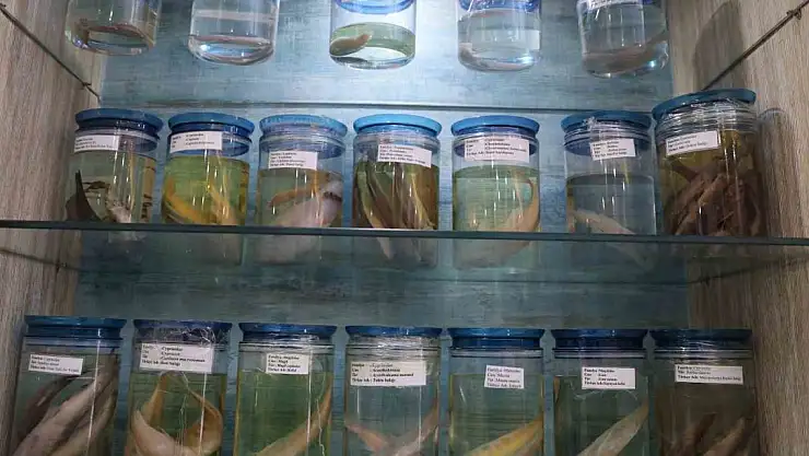 'Balık Müzesi' ziyaretçilerini ağırlıyor