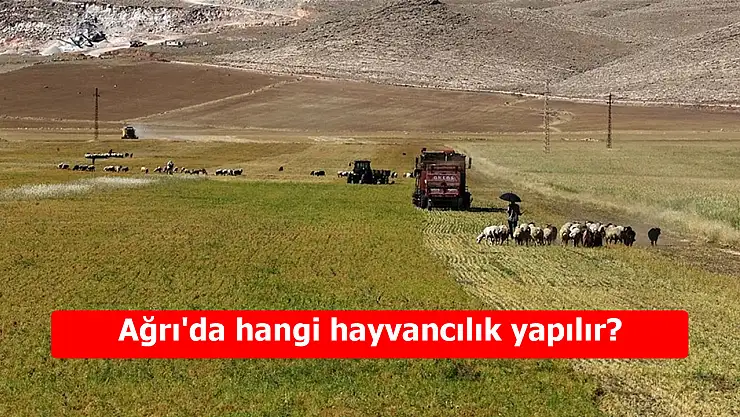 Ağrı'da hangi hayvancılık yapılır? Doğanın sunduğu zenginlik