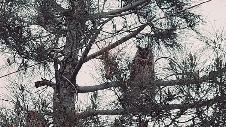 Boynuzlu baykuş Diyarbakır'da görüldü! Nesli tükeniyor