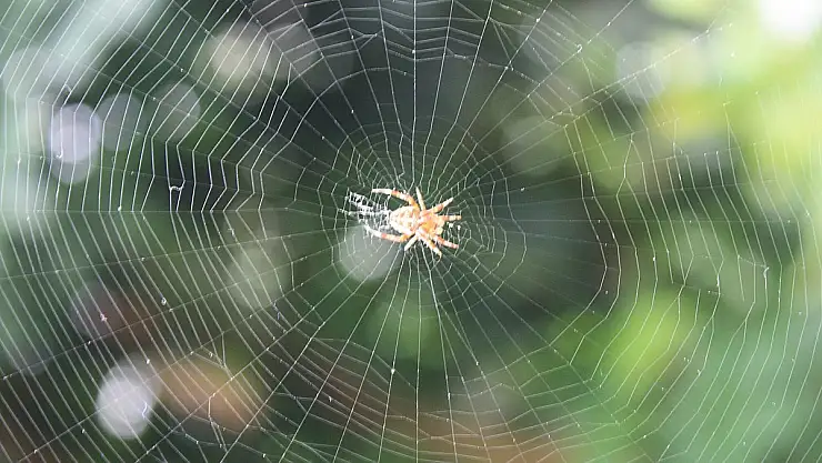 Rüyada örümcek ağı görmek ne anlama gelir?
