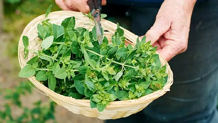 Evde Bulunan Mucize: Oregano'nun Faydaları