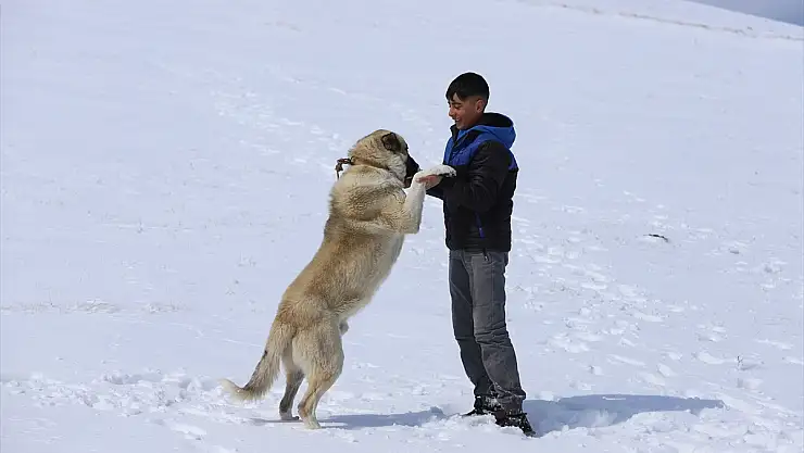 Karla kaplanan Erzurum, Ardahan, Kars ve Ağrı'da soğuk hava etkili