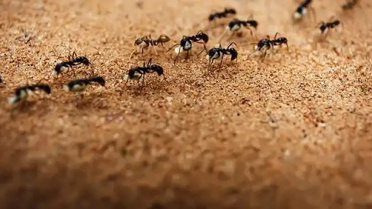 Rüyada karınca görmek ne demek?