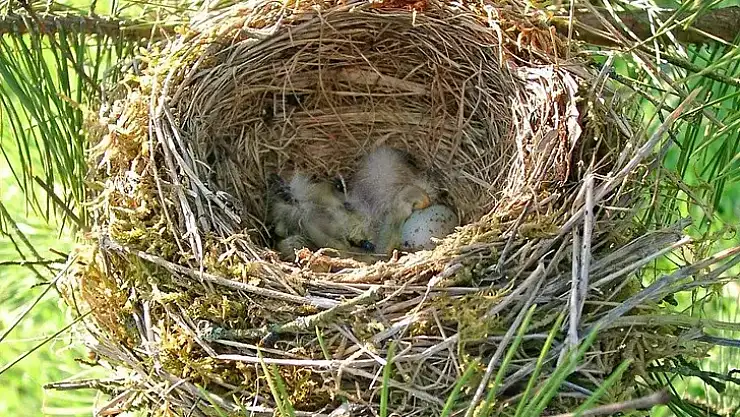 Rüyada kuş yuvası bozmanın tabiri nedir?